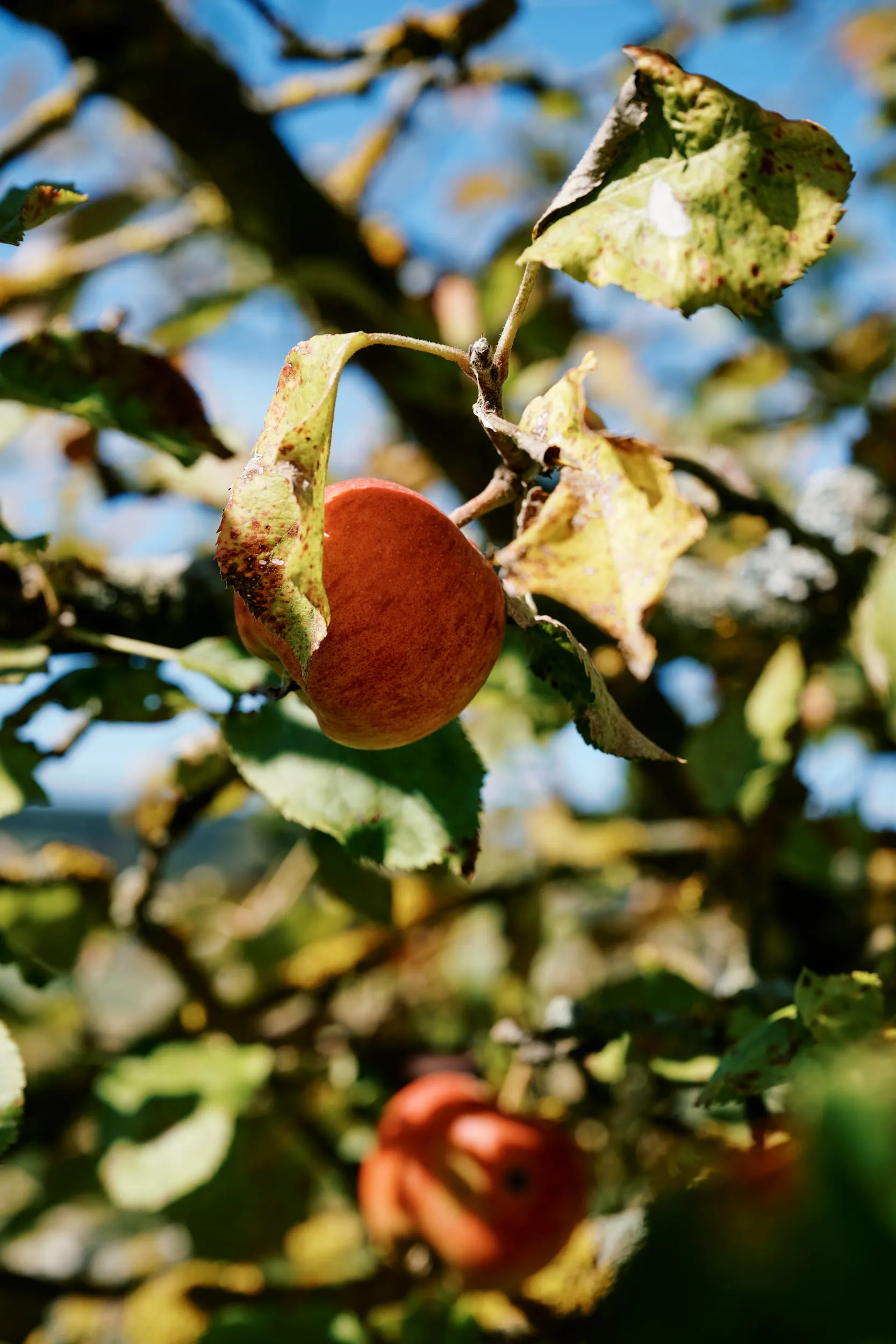 Roter Apfel zwischen herbstlichen Blättern an einem Apfelbaum, im Hintergrund blauer Himmel